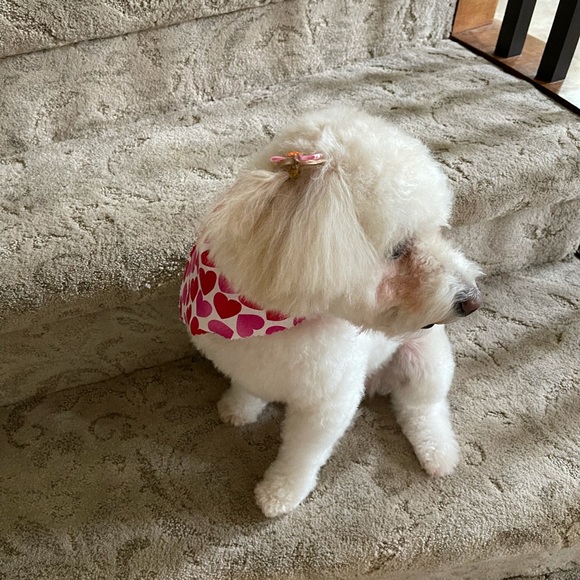 My little helper❤️❤️ - Picture 1 of 1